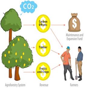 Plant your future diagram